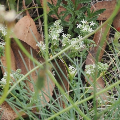 Poranthera microphylla (Small Poranthera) at Cotter River, ACT - 17 Feb 2023 by RAllen