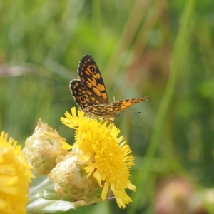 Oreixenica orichora at Cotter River, ACT - 17 Feb 2023