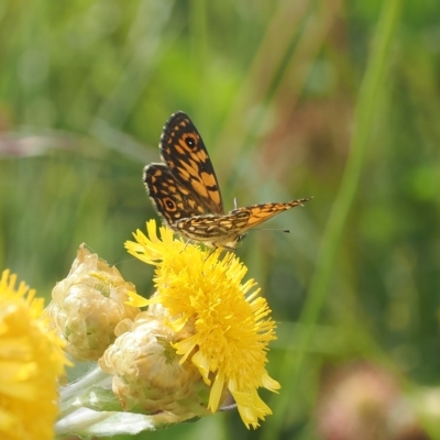 Oreixenica orichora (Spotted Alpine Xenica) at Cotter River, ACT - 17 Feb 2023 by RAllen