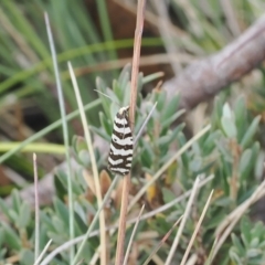 Technitis amoenana (A tortrix or leafroller moth) at Namadgi National Park - 17 Feb 2023 by RAllen