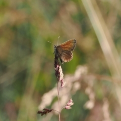 Neolucia agricola at Cotter River, ACT - 17 Feb 2023