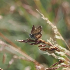 Neolucia agricola at Cotter River, ACT - 17 Feb 2023