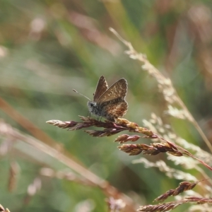 Neolucia agricola at Cotter River, ACT - 17 Feb 2023