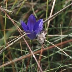 Neolucia agricola at Cotter River, ACT - 17 Feb 2023