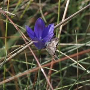 Neolucia agricola at Cotter River, ACT - 17 Feb 2023