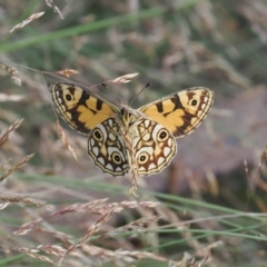 Oreixenica lathoniella (Silver Xenica) at Namadgi National Park - 17 Feb 2023 by RAllen