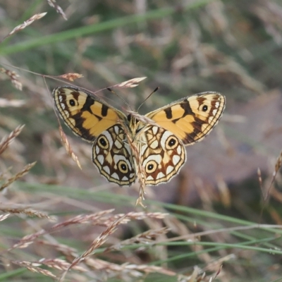 Oreixenica lathoniella (Silver Xenica) at Cotter River, ACT - 17 Feb 2023 by RAllen