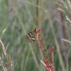 Oreixenica lathoniella at Cotter River, ACT - 17 Feb 2023