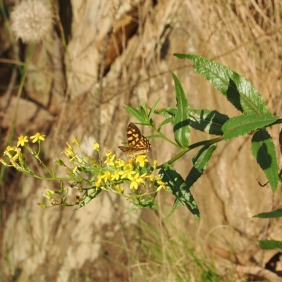 Oreixenica kershawi (Striped Xenica) at Brindabella, NSW - 17 Feb 2023 by RAllen