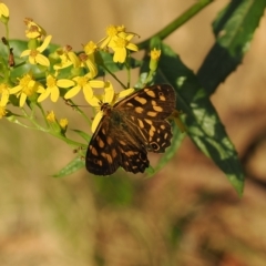 Oreixenica kershawi at Brindabella, NSW - 17 Feb 2023