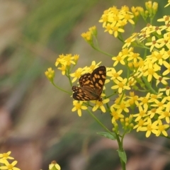 Oreixenica kershawi (Striped Xenica) at Brindabella, NSW - 17 Feb 2023 by RAllen