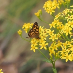 Oreixenica kershawi at Brindabella, NSW - 17 Feb 2023