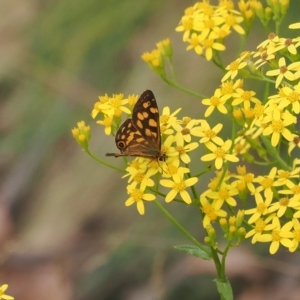 Oreixenica kershawi at Brindabella, NSW - 17 Feb 2023