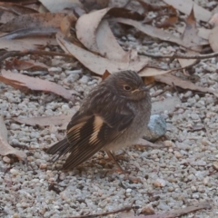 Petroica phoenicea (Flame Robin) at Brindabella, NSW - 17 Feb 2023 by RAllen