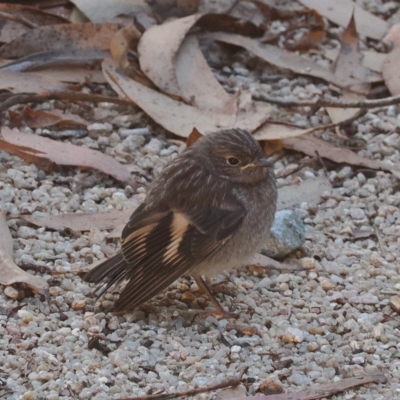 Petroica phoenicea (Flame Robin) at Namadgi National Park - 17 Feb 2023 by RAllen