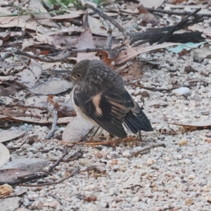 Petroica phoenicea at Brindabella, NSW - 17 Feb 2023