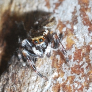 Maratus scutulatus at Cavan, NSW - 21 Feb 2023 03:27 PM