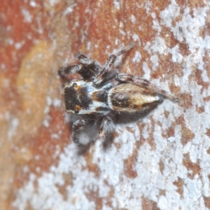 Maratus scutulatus at Cavan, NSW - 21 Feb 2023 03:27 PM