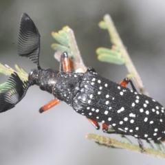 Rhipicera (Agathorhipis) femorata (Feather-horned beetle) at Weetangera, ACT - 22 Feb 2023 by Harrisi