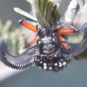 Rhipicera (Agathorhipis) femorata at Weetangera, ACT - 22 Feb 2023