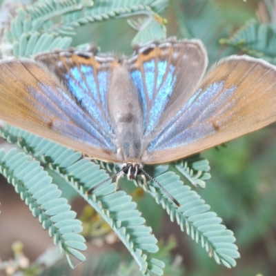 Jalmenus icilius (Amethyst Hairstreak) at Weetangera, ACT - 22 Feb 2023 by Harrisi