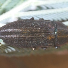 Melobasis sp. (genus) (Unidentified Melobasis jewel Beetle) at Weetangera, ACT - 22 Feb 2023 by Harrisi