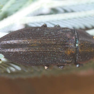 Melobasis sp. (genus) (Unidentified Melobasis jewel Beetle) at Weetangera, ACT - 22 Feb 2023 by Harrisi