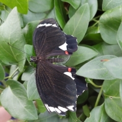 Papilio aegeus (Orchard Swallowtail, Large Citrus Butterfly) at Narrabundah, ACT - 22 Feb 2023 by Hilary8484