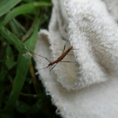 Psilomorpha tenuipes (Longhorn Beetle) at Mongarlowe River - 22 Feb 2023 by arjay