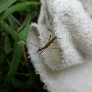 Psilomorpha tenuipes at suppressed - 22 Feb 2023