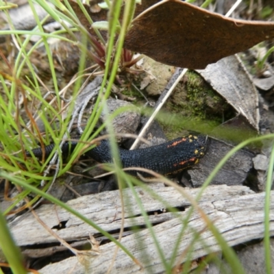 Hirudinea sp. (Class) (Unidentified Leech) at Charleys Forest, NSW - 20 Feb 2022 by arjay