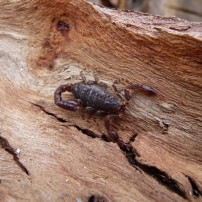 Cercophonius squama (Wood Scorpion) at Charleys Forest, NSW - 8 Oct 2016 by arjay