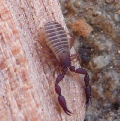 Pseudoscorpiones sp. (order) (False Scorpion, Pseudoscorpion) at Mongarlowe River - 14 Jun 2014 by arjay