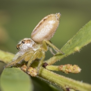 Opisthoncus abnormis at Fraser, ACT - 14 Feb 2023