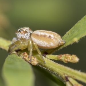 Opisthoncus abnormis at Fraser, ACT - 14 Feb 2023