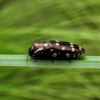 Diphucrania duodecimmaculata (12-spot jewel beetle) at Acton, ACT - 22 Feb 2023 by HelenCross