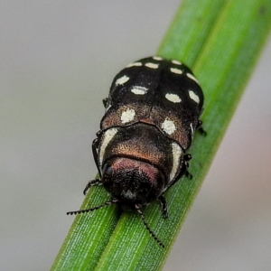 Diphucrania duodecimmaculata at Acton, ACT - 23 Feb 2023