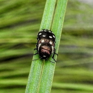 Diphucrania duodecimmaculata at Acton, ACT - 23 Feb 2023