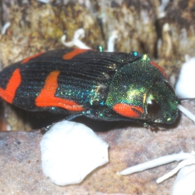 Castiarina watkinsi (Watkins' Castiarina jewel beetle) at Tinderry, NSW - 10 Feb 2023 by Harrisi