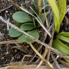 Erophila verna (Whitlow Grass) at Broken Dam, NSW - 25 Jan 2023 by Ned_Johnston