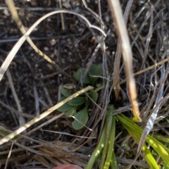 Erophila verna at Broken Dam, NSW - 26 Jan 2023