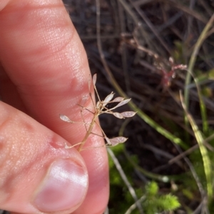 Erophila verna at Broken Dam, NSW - 26 Jan 2023