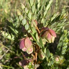 Pimelea bracteata (A Rice Flower) at Broken Dam, NSW - 25 Jan 2023 by NedJohnston