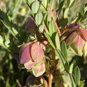 Pimelea bracteata at Broken Dam, NSW - 26 Jan 2023 09:12 AM