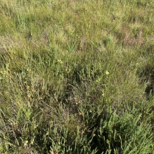 Pimelea bracteata at Broken Dam, NSW - 26 Jan 2023 09:12 AM