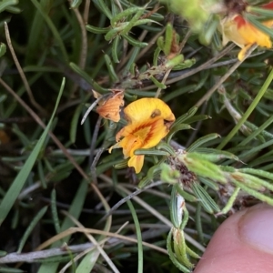 Pultenaea fasciculata at Broken Dam, NSW - 26 Jan 2023