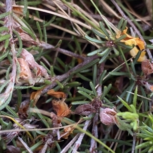 Pultenaea fasciculata at Broken Dam, NSW - 26 Jan 2023