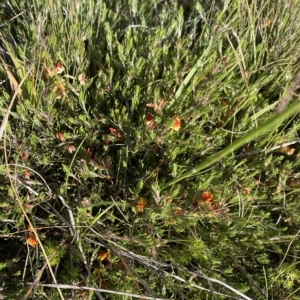 Pultenaea fasciculata at Broken Dam, NSW - 26 Jan 2023