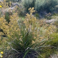 Aciphylla simplicifolia (Mountain Aciphyll) at Kosciuszko National Park - 25 Jan 2023 by Ned_Johnston