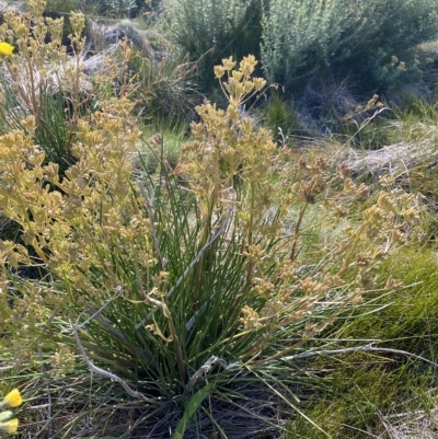 Aciphylla simplicifolia (Mountain Aciphyll) at Broken Dam, NSW - 25 Jan 2023 by Ned_Johnston